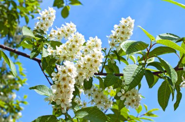 gökyüzü arka plan üzerinde beyaz akasya çiçekleri