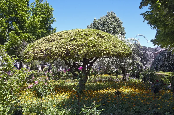 Jarní květ v parku Alhambry, Španělsko — Stock fotografie