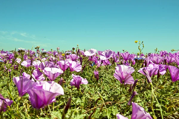 Ковер из фиолетовых цветов — стоковое фото