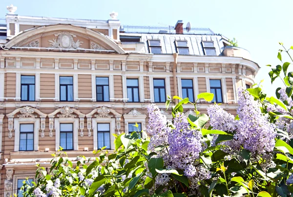 Lila träd på bakgrund av huset — Stockfoto