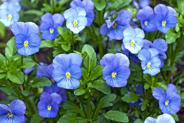 Pansy flores — Foto de Stock