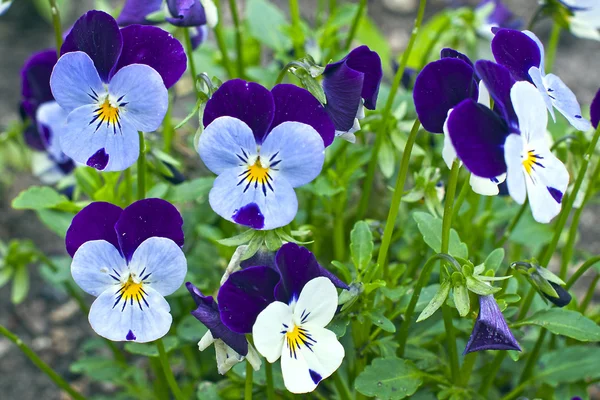 Pansy flores — Foto de Stock