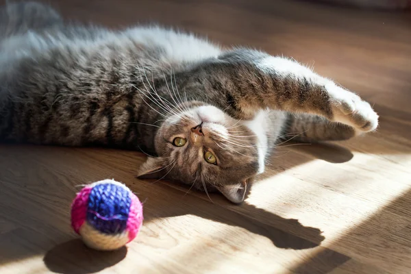 Gri kedi bir oyuncakla oynar — Stok fotoğraf