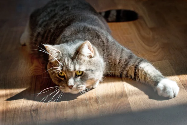 Súlyos szürke macska sütkérezve a napon, az emeleten a lakás — Stock Fotó