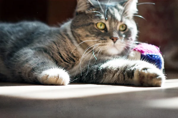 Súlyos szürke macska sütkérezve a napon, az emeleten a lakásban, és játék-val egy játékszer — Stock Fotó
