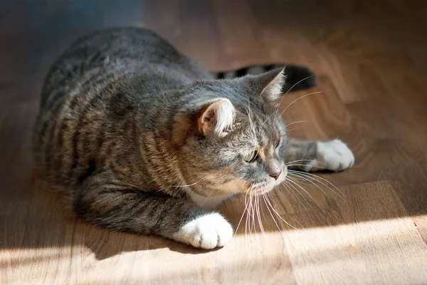 Szürke macska játszik a padlón — Stock Fotó