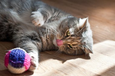 Gri kedi bir oyuncakla oynar