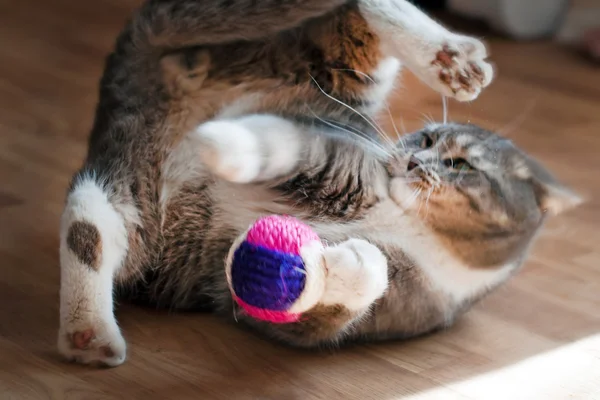 Γκρίζα γάτα παίζει με ένα παιχνίδι — Φωτογραφία Αρχείου