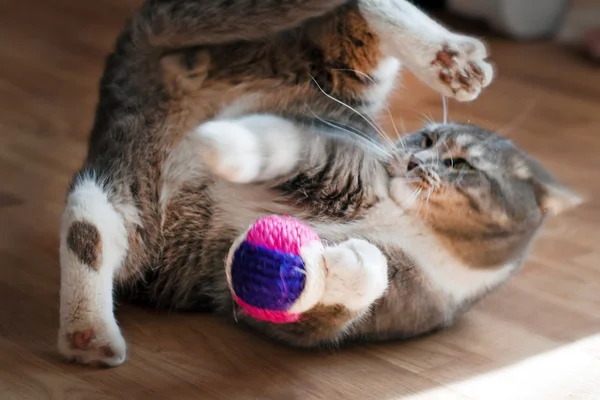 Gatto grigio gioca con un giocattolo — Foto Stock