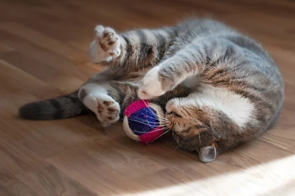 Gato gris juega con un juguete —  Fotos de Stock