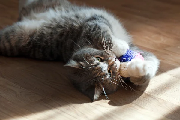 Graue Katze spielt mit einem Spielzeug — Stockfoto