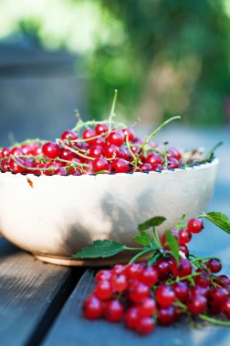 taze kırmızı kuş üzümü