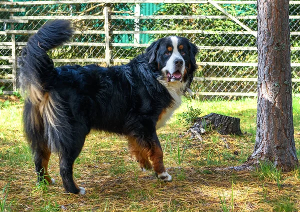 Berner Mountain Dog Herdershond Full Length Een Zonnige Dag — Stockfoto