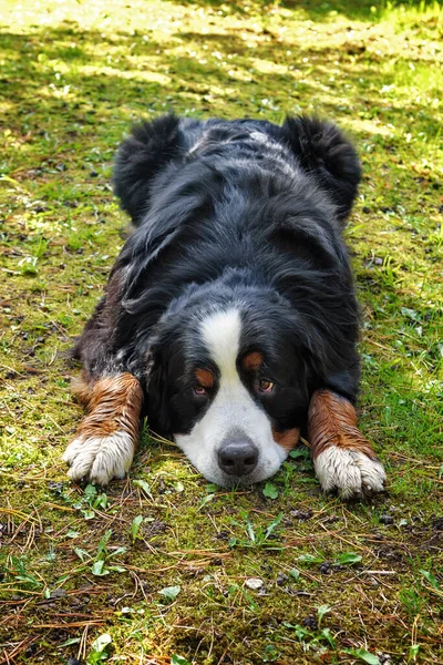 Berner Sennenhund Liegt Einem Sonnigen Tag Gras — Stockfoto