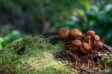 Sibirya, Rusya, Orta Avrupa, Hypholoma lateritium ormanlarında mantar yetişir. Bir grup yenmez kahverengi mantar, güneşte yıkandılar.