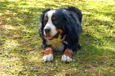Bernese Dağ Köpeği güneşli bir günde çimlerin üzerinde yatıyor..
