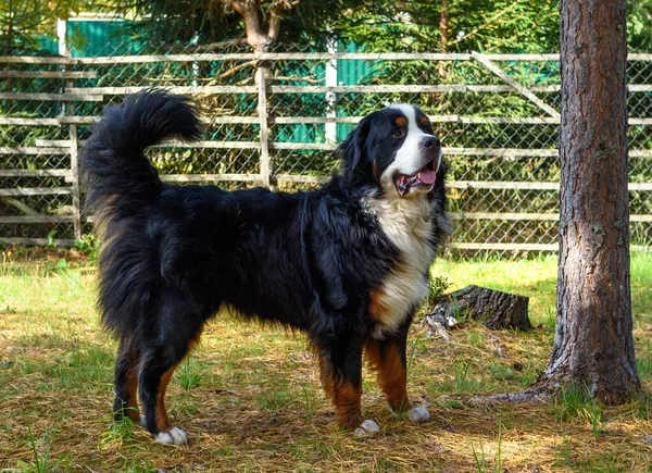 Bernese Mountain Dog Cão Pastor Comprimento Total Dia Ensolarado — Fotografia de Stock