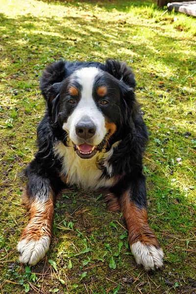 Bernese Mountain Cão Deitado Grama Dia Ensolarado — Fotografia de Stock