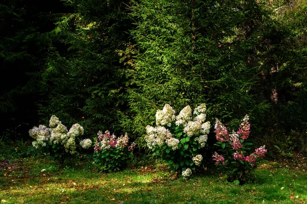 Colores Otoñales Flores Rosas Blancas Del Arbusto Paniculate Hydrangea Flores — Foto de Stock