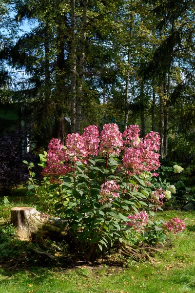 Autumn Colors Pink White Flowers Paniculate Hydrangea Shrub Hydrangea Flowers — Stock Photo, Image