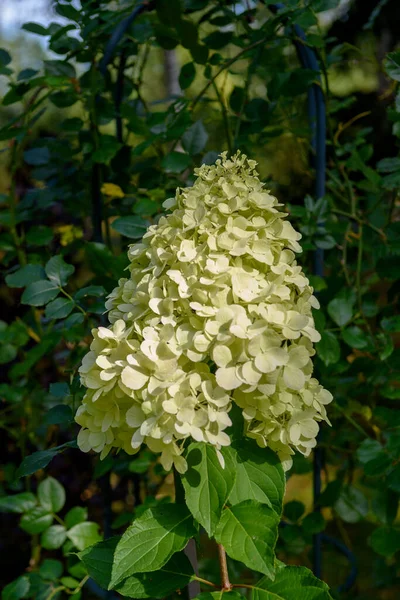 Herfst Kleuren Van Roze Witte Bloemen Van Paniculate Hortensia Struik — Stockfoto