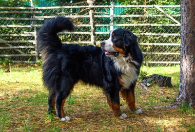 Bernese Dağ Köpeği, çoban köpeği, güneşli bir günde boy boy.