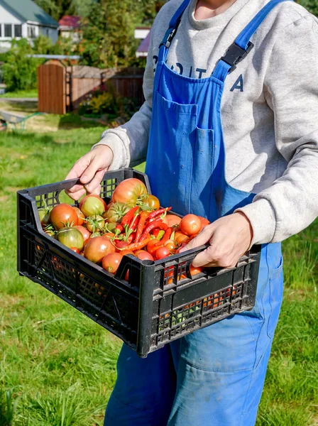 Jardinero Masculino Overol Llevando Una Caja Llena Tomates Maduros Invernadero — Foto de Stock