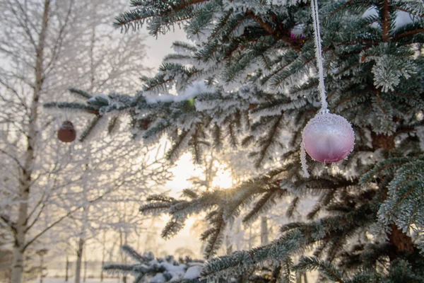 Vánoční Koule Zasněžené Větvi Stromu Růžová Hračka Jedli Mrazem Zapadajícím — Stock fotografie
