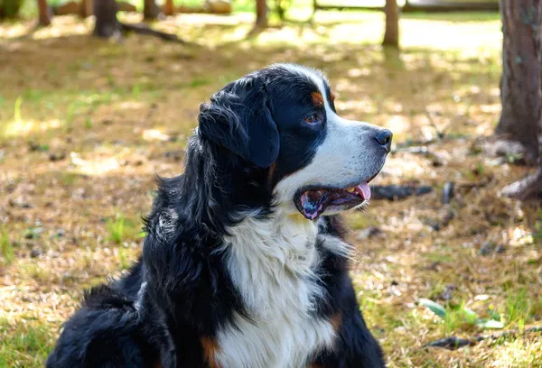 Bernese Dağ Köpeği Sonbahar Günü Çimlerin Üzerinde Yatar — Stok fotoğraf