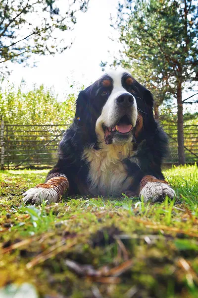 Berner Sennenhund Liegt Einem Sonnigen Tag Gras — Stockfoto