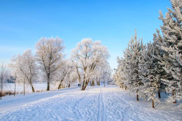 Met Vorst Bedekte Bomen Schijnen Zonsondergang Zonlicht Een Pittoreske Prachtige — Stockfoto