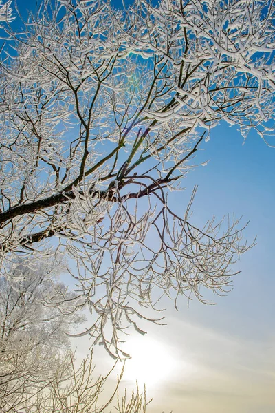 Frostbedeckte Bäume Die Sonnenuntergang Leuchten Eine Malerische Und Herrliche Winterlandschaft — Stockfoto