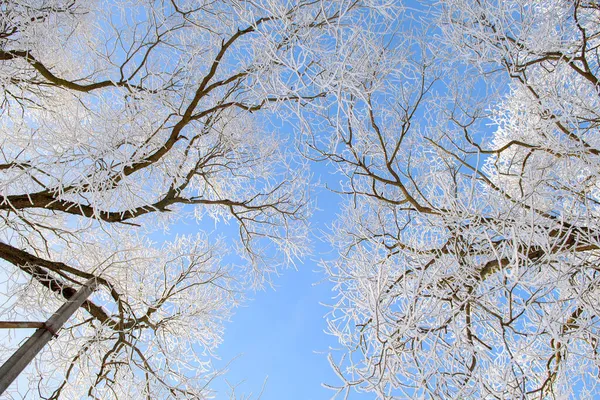 Frosttäckta Träd Som Skiner Solnedgången Pittoresk Och Magnifik Vinterscen — Stockfoto