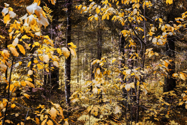 Middle of the autumn forest. Sun is shining thru colorful leaves