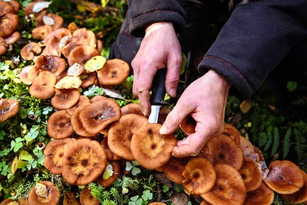 Człowiek Zbiera Jadalne Grzyby Grzyby Miodowe Jesienne Zbieranie Grzybów Lesie — Zdjęcie stockowe