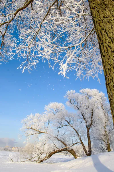 Drzewa Pokryte Mrozem Świecące Słońcu Malownicza Wspaniała Zimowa Scena — Zdjęcie stockowe