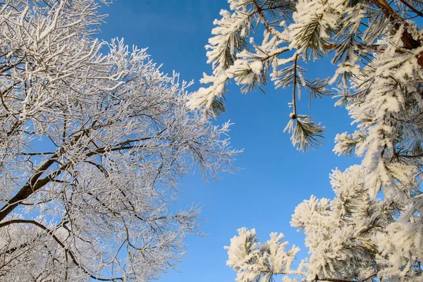 Frosttäckta Träd Som Skiner Solnedgången Pittoresk Och Magnifik Vinterscen — Stockfoto