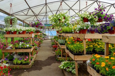 Saksılarda ve bahçe merkezindeki raflarda açan çiçekler..