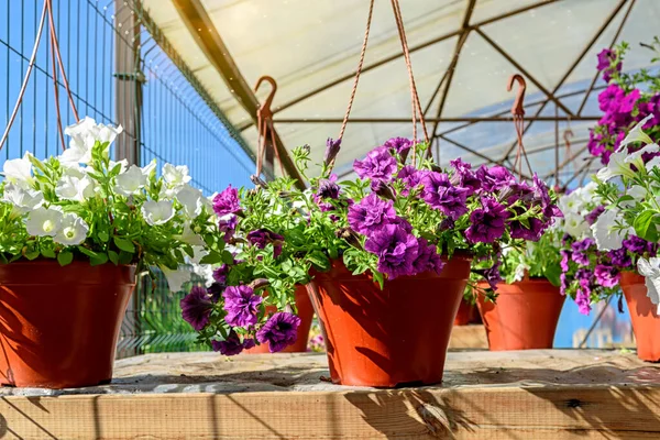 Hanging Flower Pots Beautiful Petunias Garden Center — Foto de Stock