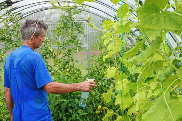 Homme Pulvérisation Concombre Plante Dans Une Serre Pour Les Maladies — Photo