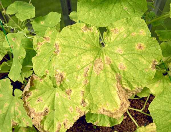 Leaves of cucumber plants affected by diseases and pests.