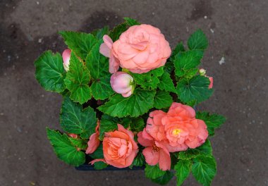 Pink begonia flowers, tuberous begonia in the garden center. A beautiful fresh plant with natural light clipart