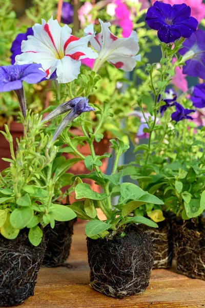 Las Plántulas Coloridas Petunia Preparan Para Plantar Una Mesa Madera — Foto de Stock