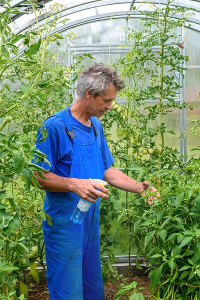 Homme Pulvérisation Concombre Plante Dans Une Serre Pour Les Maladies — Photo
