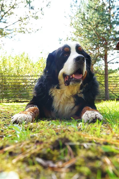 Bernese Dağ Köpeği Güneşli Bir Günde Çimlerin Üzerinde Yatıyor — Stok fotoğraf