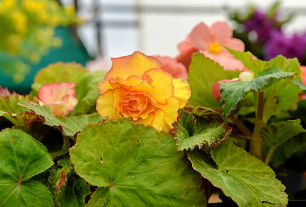 Fleurs Bégonia Jaunes Bégonia Tubéreux Dans Centre Jardin Belle Plante Images De Stock Libres De Droits