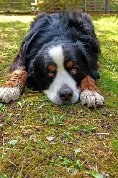 Bernese Mountain Cão Deitado Grama Dia Ensolarado — Fotografia de Stock