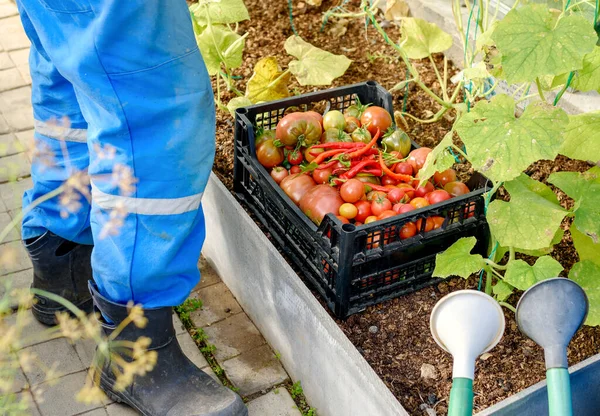 全体の男性庭師は 温室内の熟したトマトでいっぱいの箱を運んでいます 有機製品 ストック画像