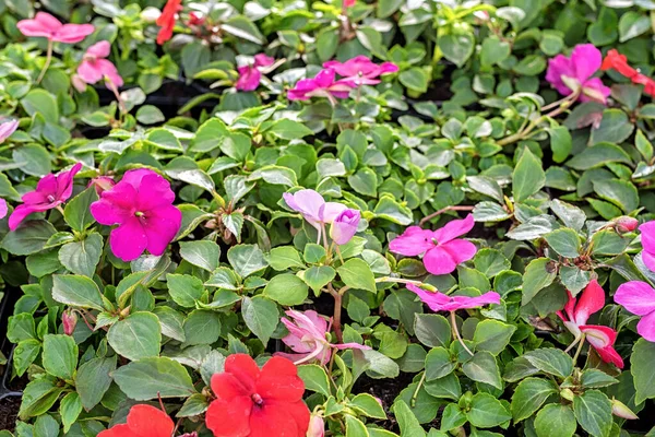 Flores Bálsamo Colores Están Listos Para Plantar Jardín Primavera — Foto de Stock