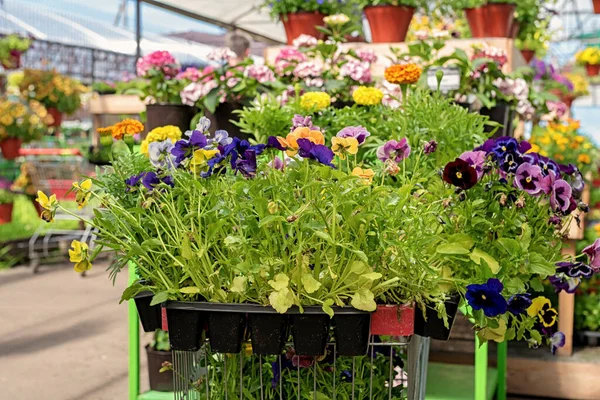 Pansies Multicolores Dans Centre Jardin Sont Préparés Pour Vente — Photo